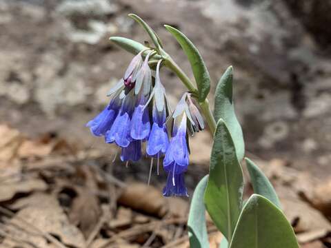 Mertensia macdougalii A. A. Heller resmi