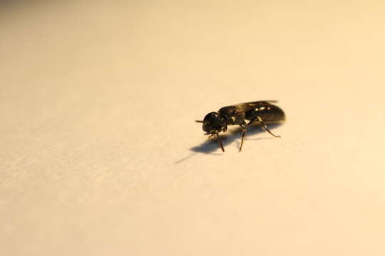 Image of Hylaeus mesillae (Cockerell 1896)