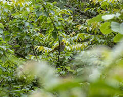 Image of Stripe-throated Bulbul