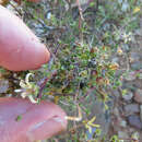 Sivun Wahlenbergia nodosa (H. Buek) Lammers kuva