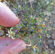 صورة Wahlenbergia nodosa (H. Buek) Lammers