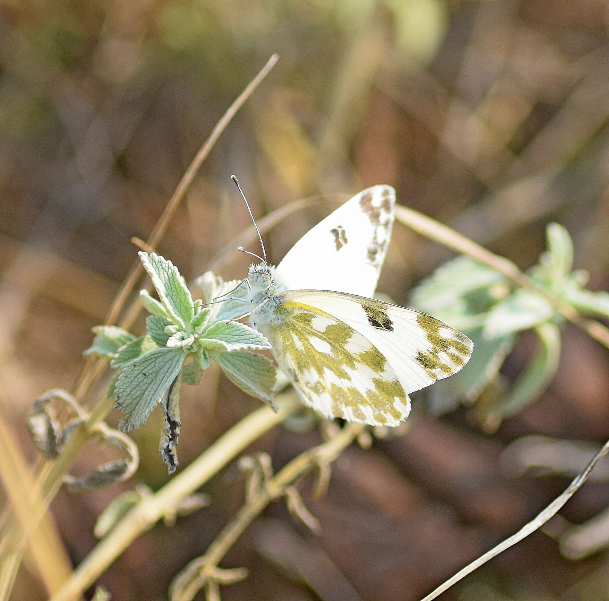 Image of Eastern Bath White