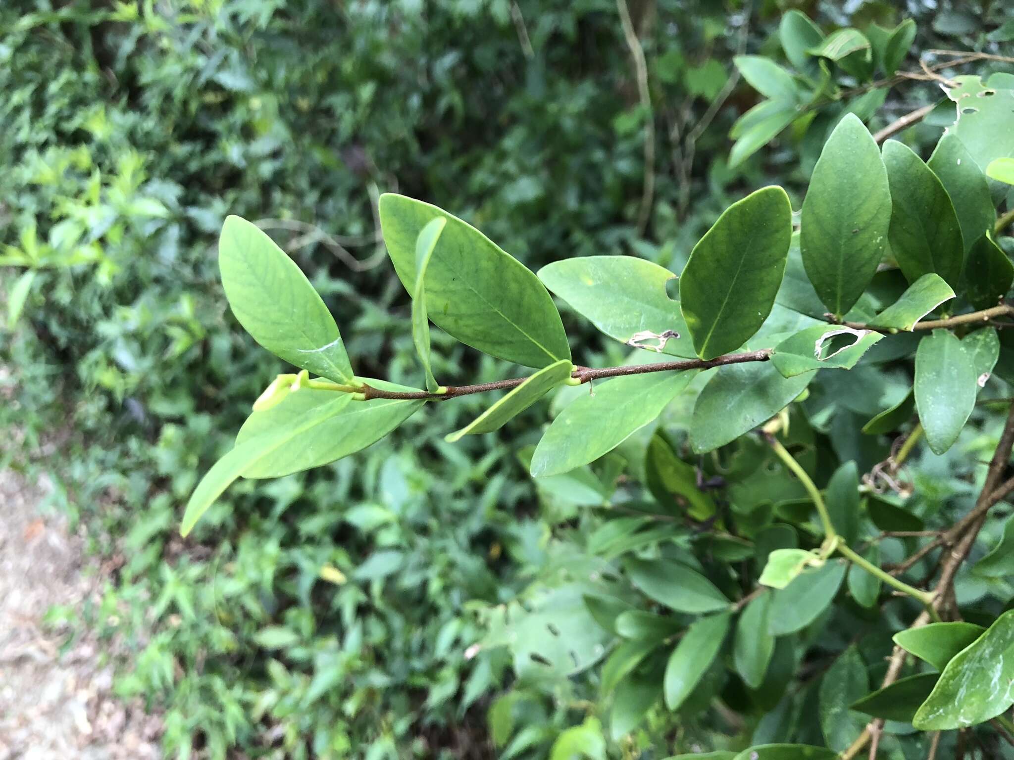 Image of Wikstroemia taiwanensis C. E. Chang