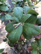 Image of dacite manzanita