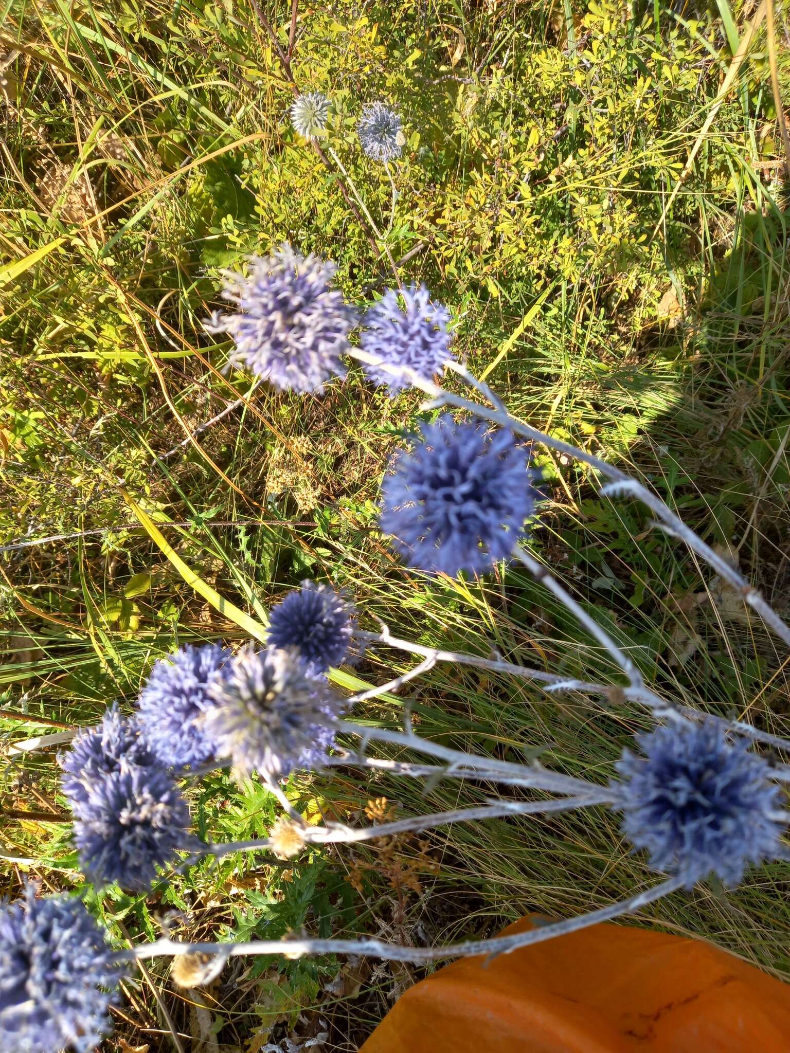 Imagem de Echinops tataricus