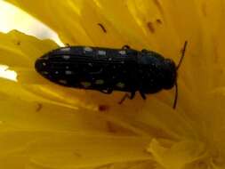 Image of Acmaeodera saxicola minoa Obenberger 1940