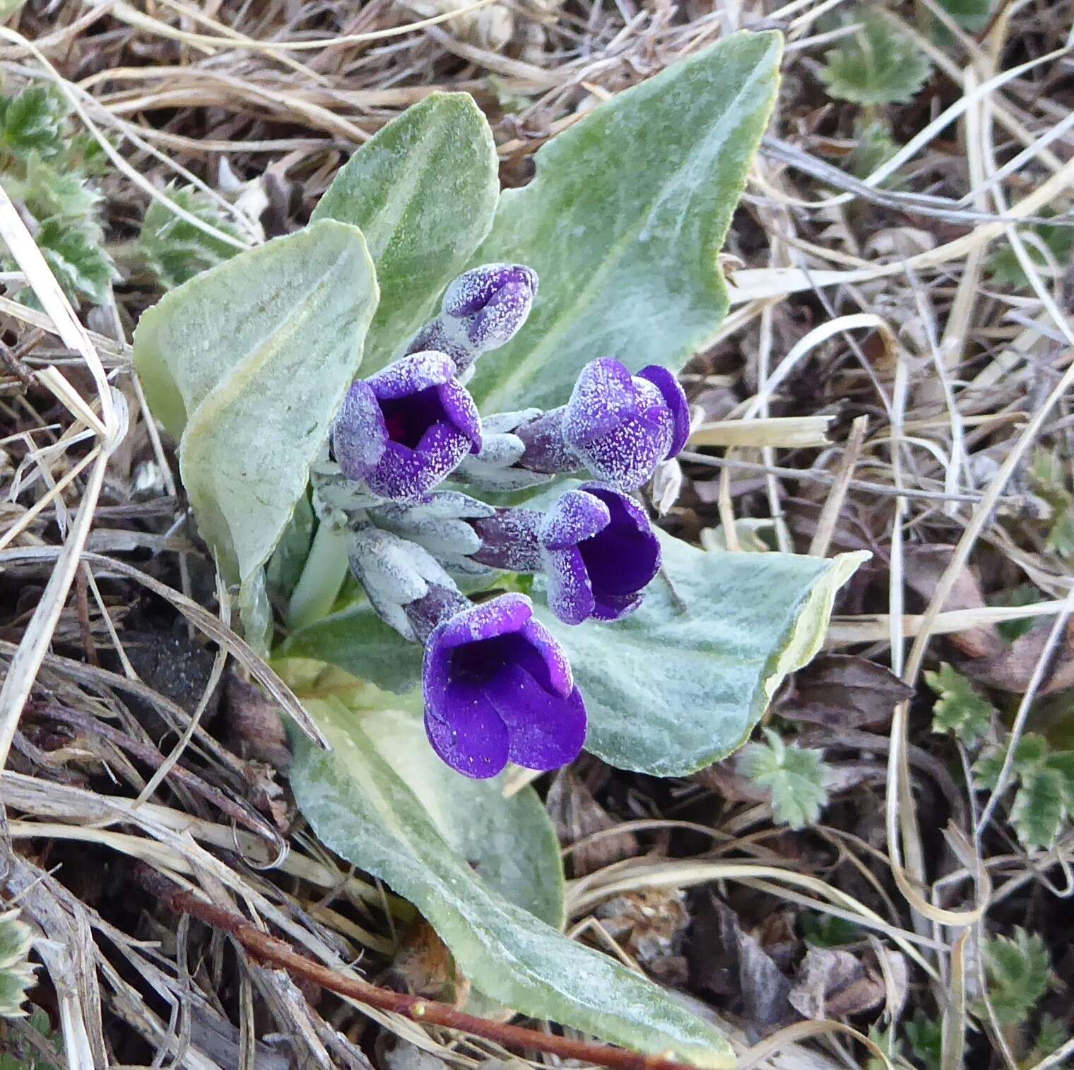 Plancia ëd Primula macrophylla D. Don