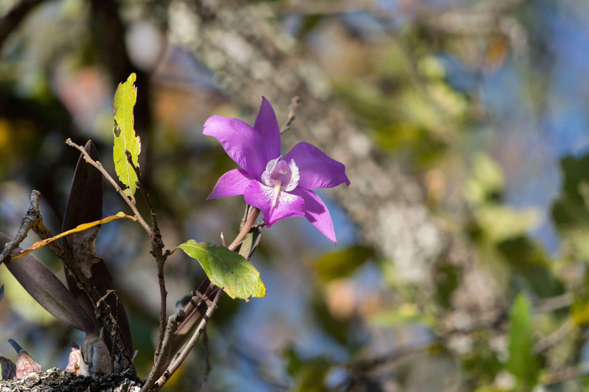 Слика од Laelia speciosa (Kunth) Schltr.