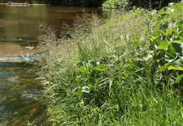 Image of whorlgrass