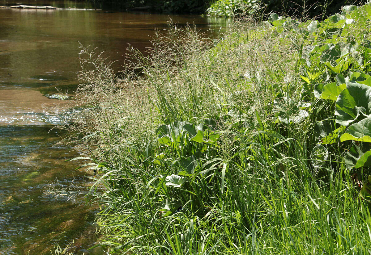 Image of whorlgrass