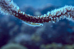 Image of Hovering whipgoby