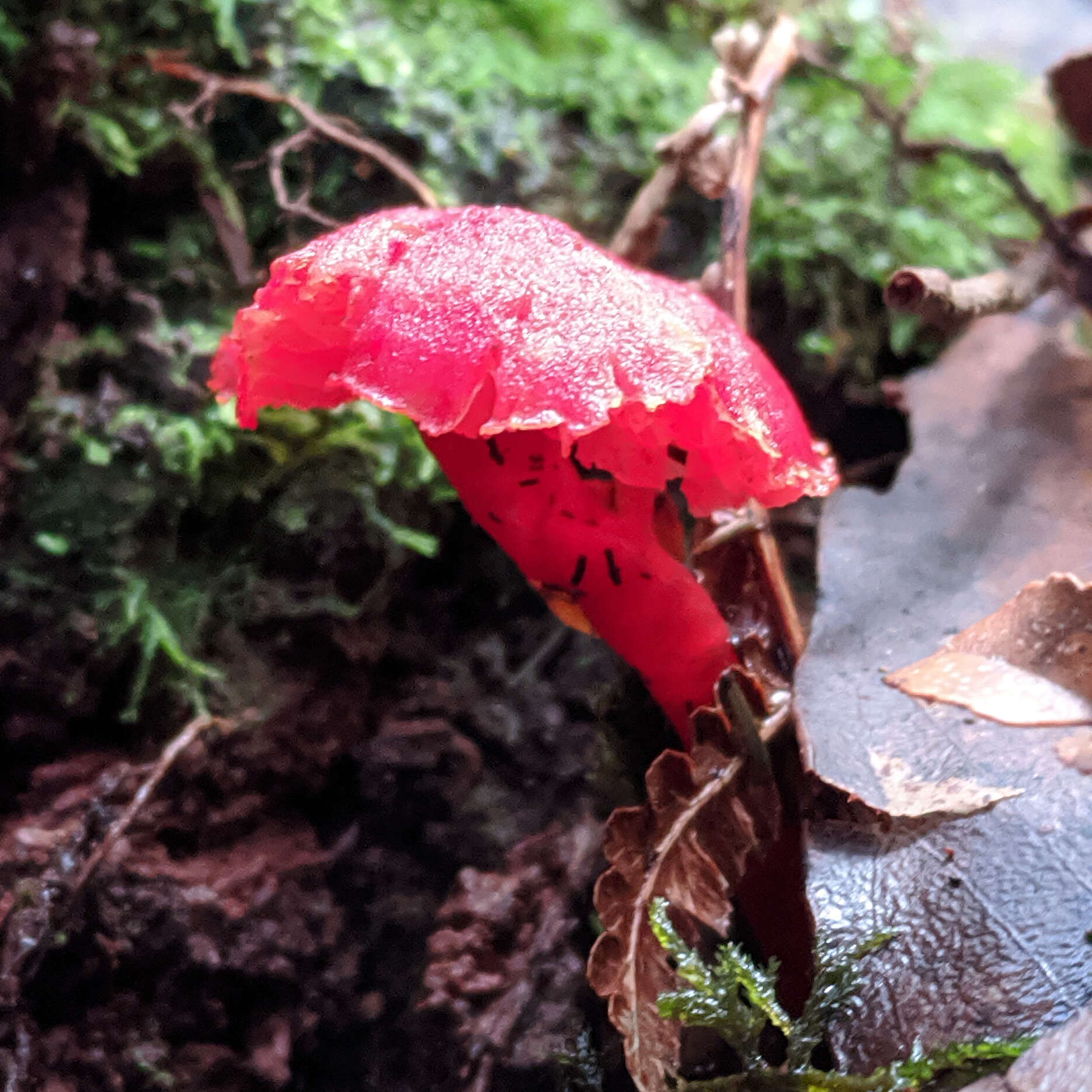 Image of Hygrocybe firma (Berk. & Broome) Singer 1958