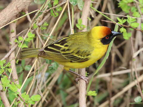 Image of Vitelline Masked Weaver