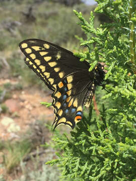 Image of <i>Papilio machaon bairdii</i>