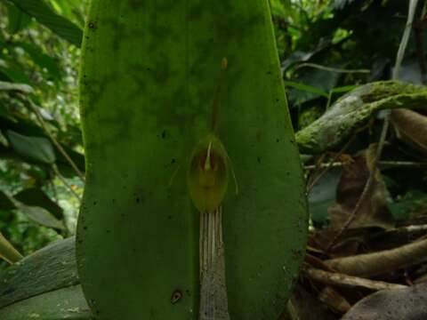 Image of Restrepia flosculata Luer