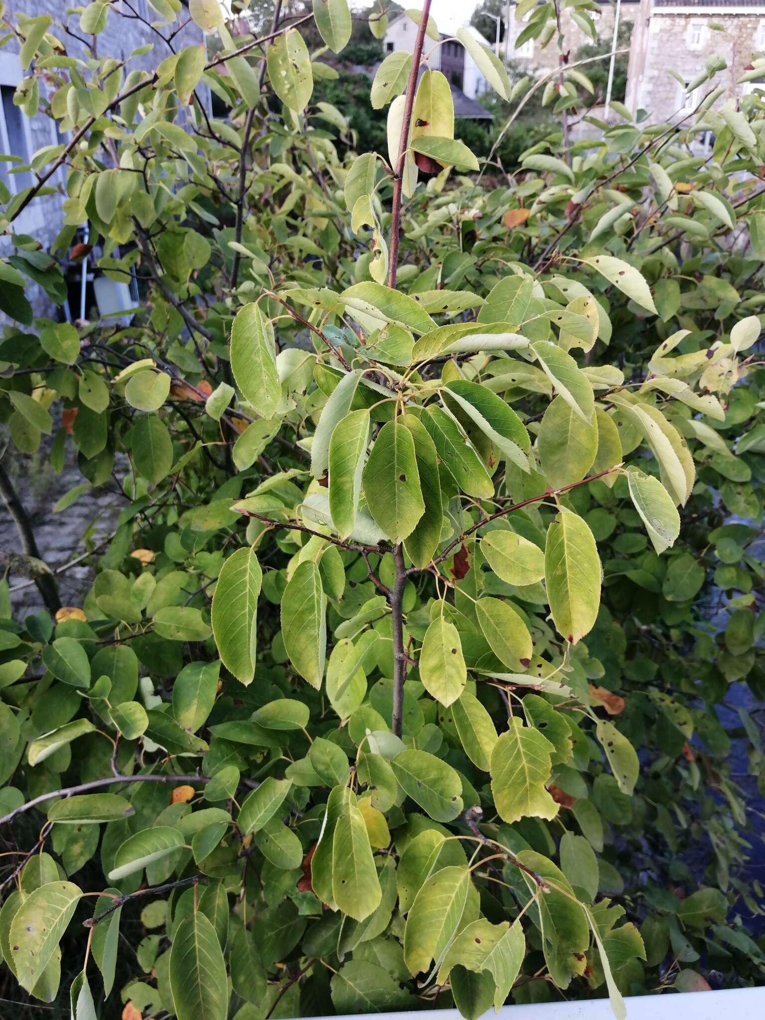 Image de Amelanchier lamarckii F. G. Schroed.