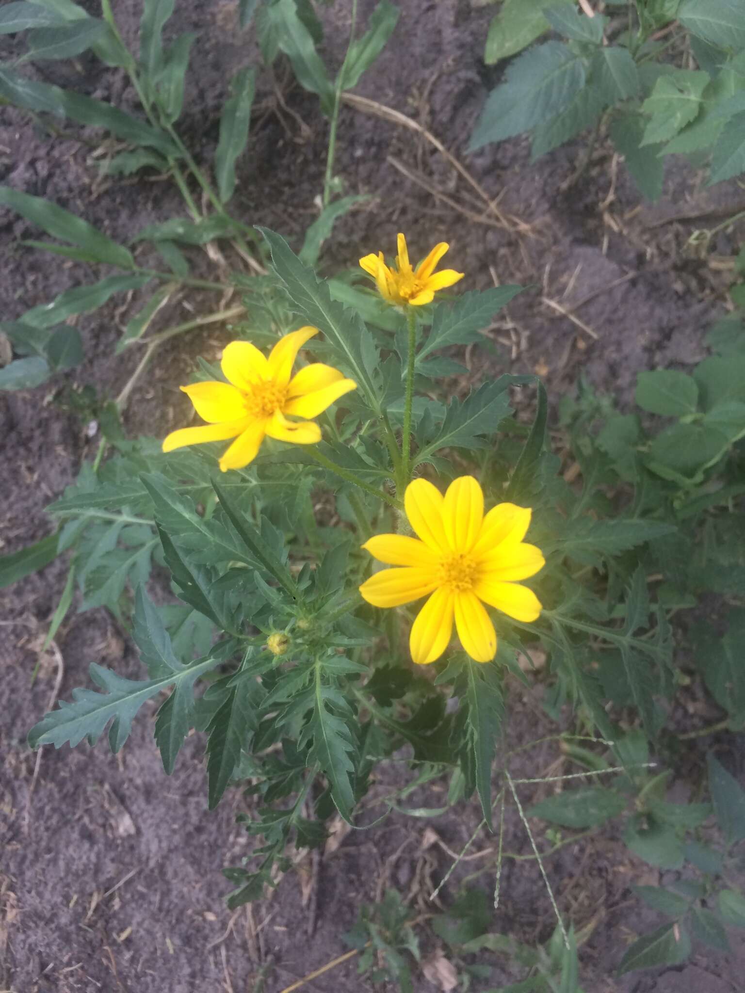 Image of Munondo bur-marigold