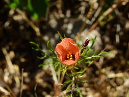 Plancia ëd Turnera sidoides subsp. pinnatifida (Juss. ex Poir.) M. M. Arbo