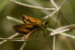 Image of Taractrocera anisomorpha Lower 1911