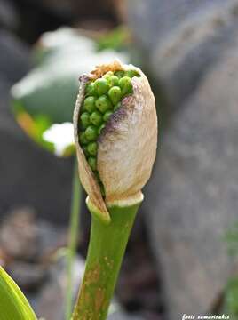 Image of Arum cyrenaicum Hruby