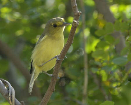 Image of Mangrove Vireo