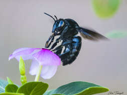 Image of Eulaema nigrita Lepeletier 1841