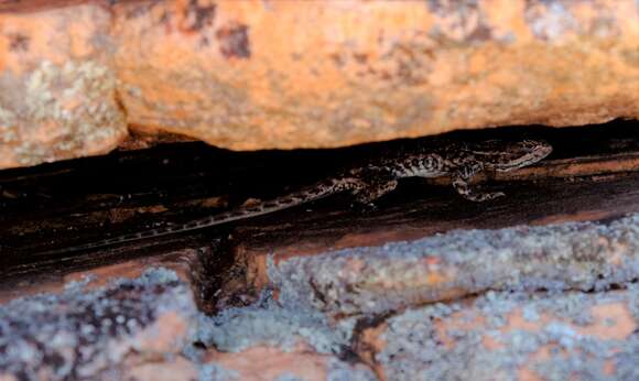 Image of Red-barred Crevice-dragon