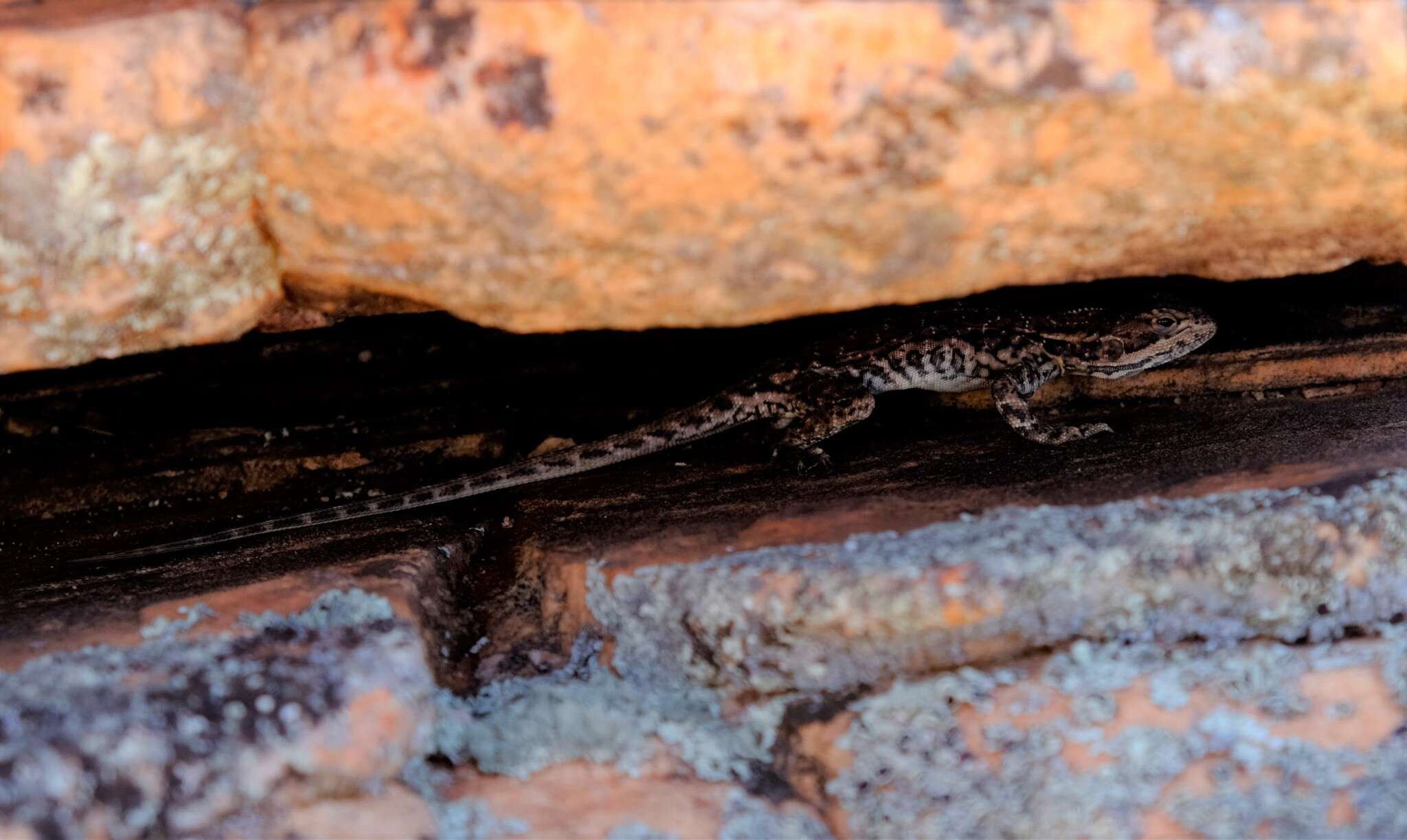 Image of Red-barred Crevice-dragon