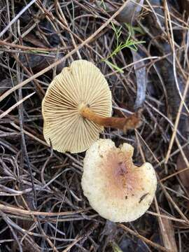 Image de Pholiota communis (Cleland & Cheel) Grgur. 1997