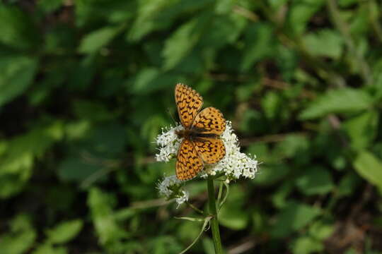 Imagem de <i>Boloria kriemhild</i>