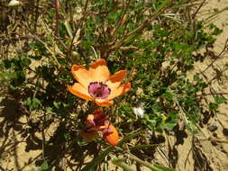 Image of Cape buttercup