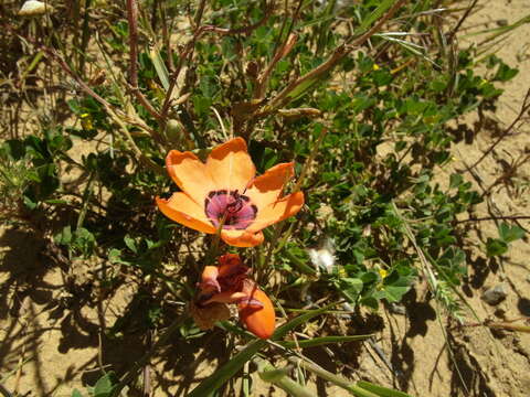 Image of Cape buttercup