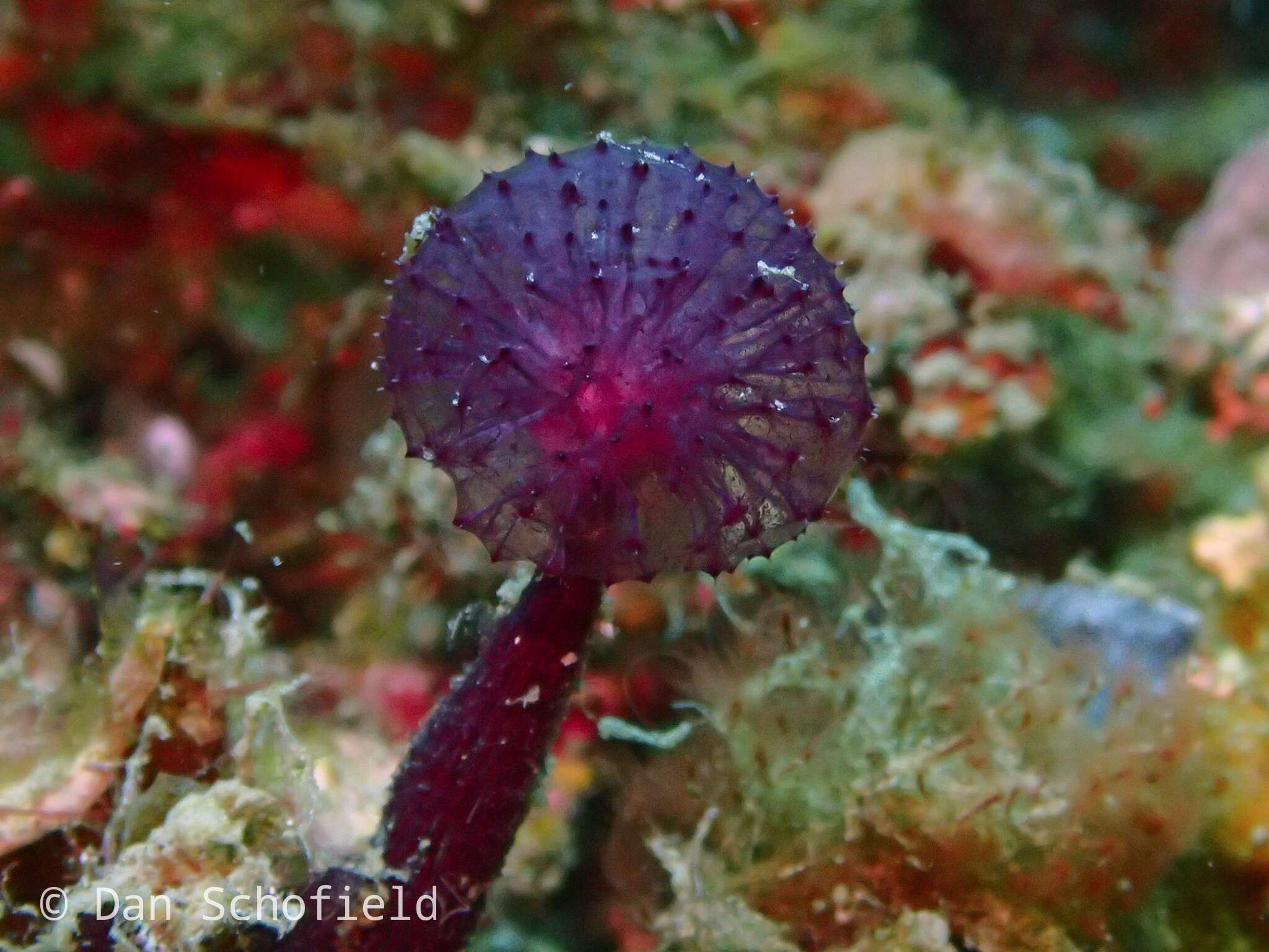 Image of Oceanapia sagittaria (Sollas 1902)