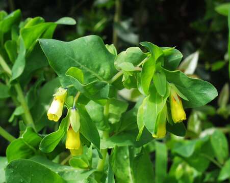 Image of Cerinthe major subsp. major