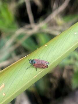 Image of Mahanarva (Mahanarva) rubripennis (Schmidt 1922)