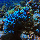 Слика од Acropora hemprichii (Ehrenberg 1834)