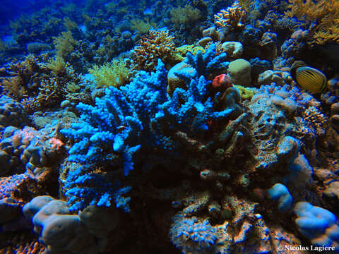 Plancia ëd Acropora hemprichii (Ehrenberg 1834)