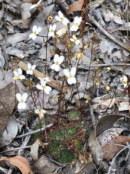 Image of Stylidium piliferum R. Br.