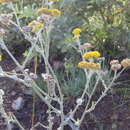 Image of Grassland nidorella