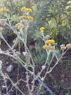 Image of Grassland nidorella