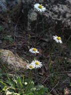 Image of Bellis sylvestris Cyr.