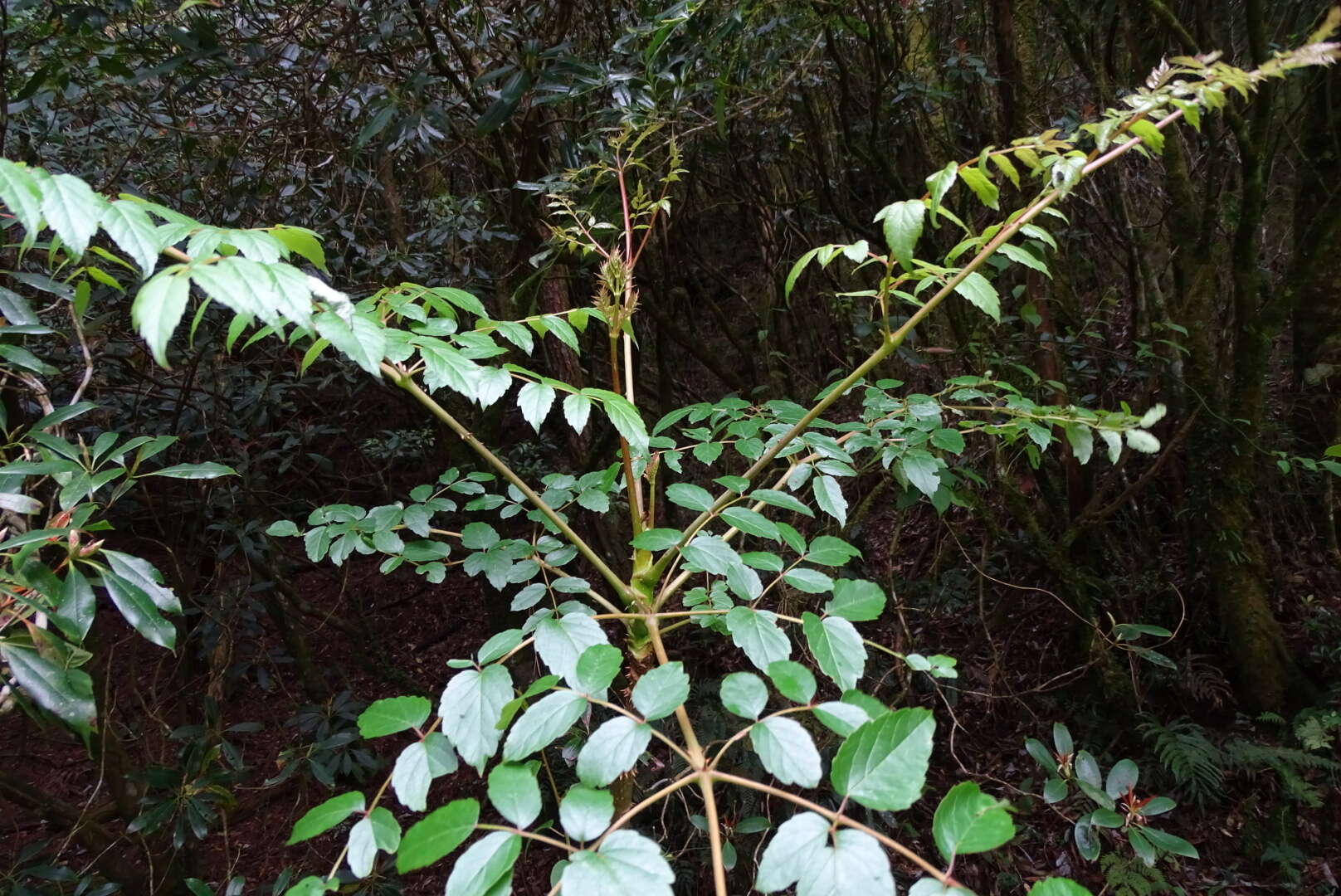 Image de Aralia bipinnata Blanco