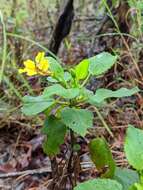 Image of Goodenia grandiflora Sims