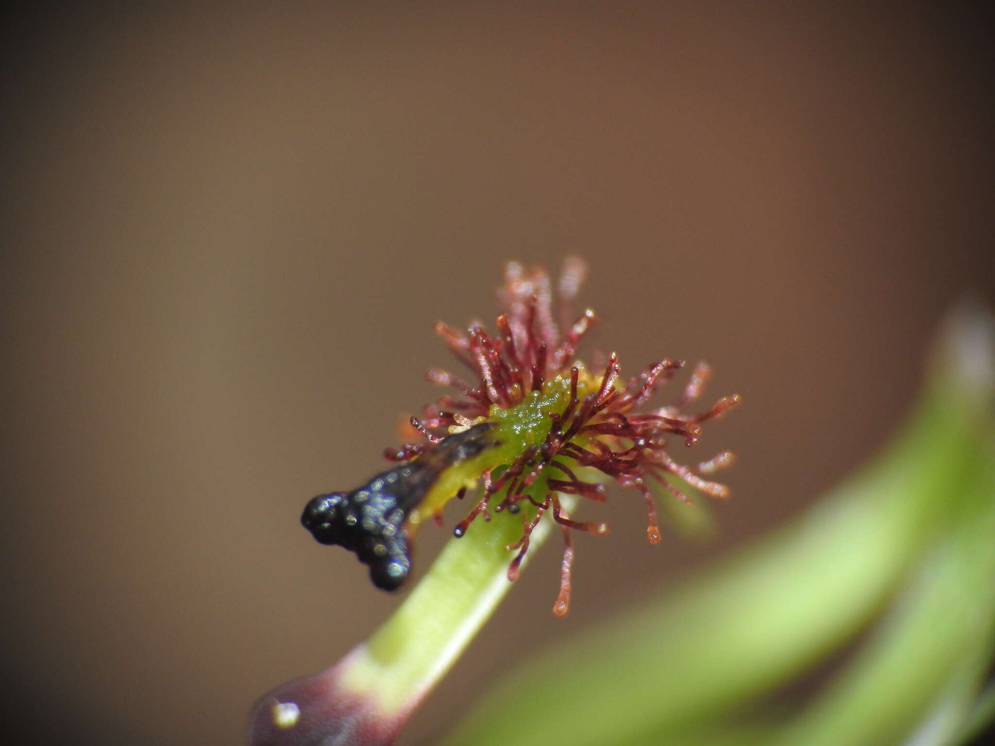 Plancia ëd Arthrochilus irritabilis F. Muell.