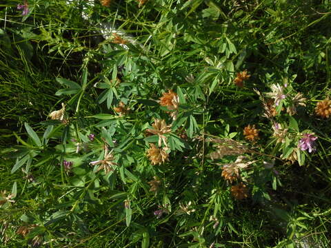 Слика од Trifolium lupinaster L.