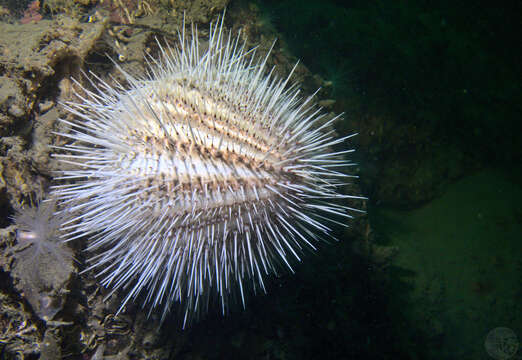 Image of Gracilechinus Fell & Pawson ex Moore 1966