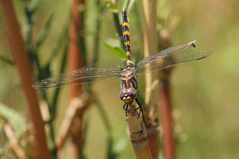 Image of Southern Riverking