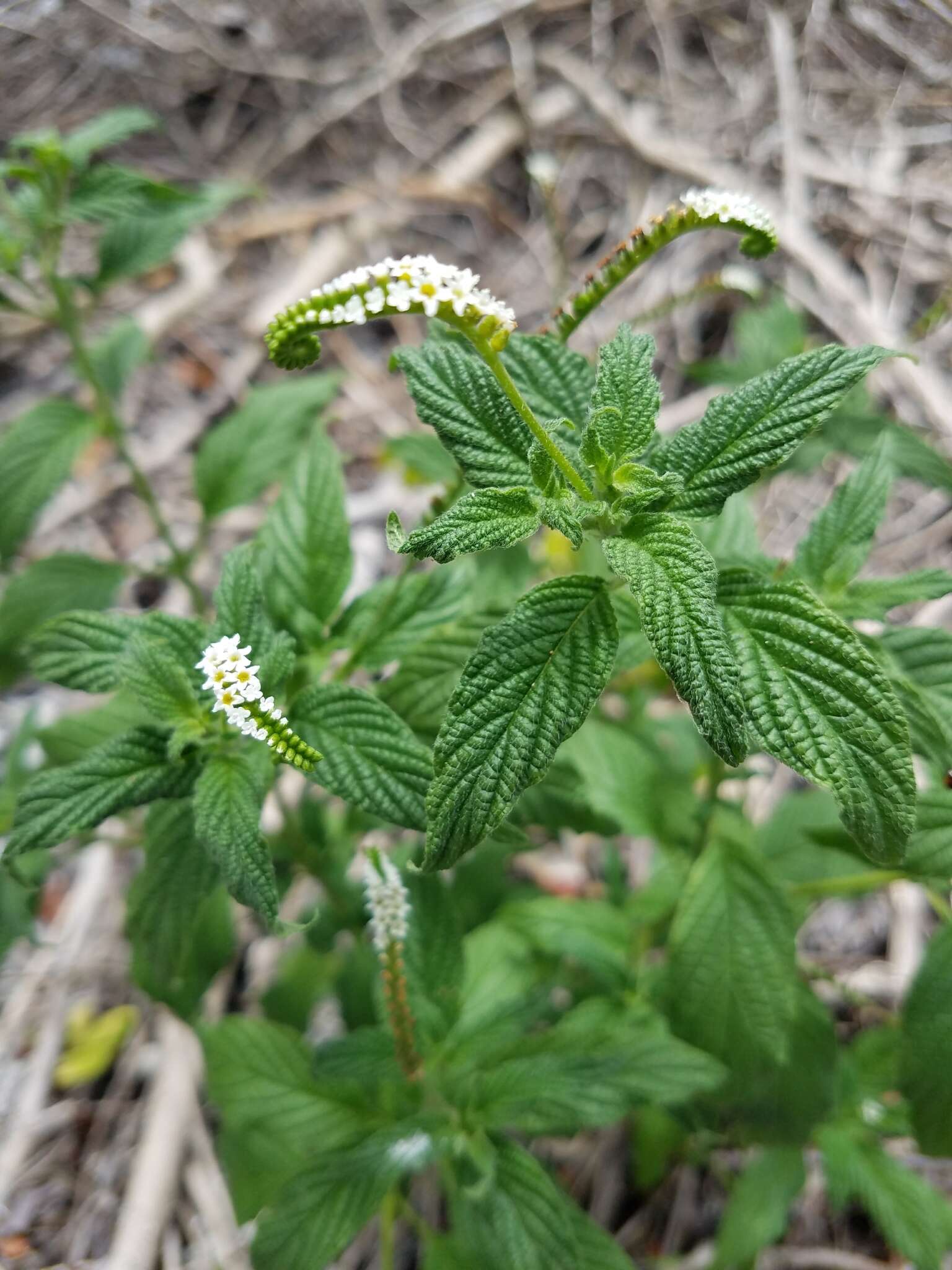 Image de Heliotropium angiospermum Murray