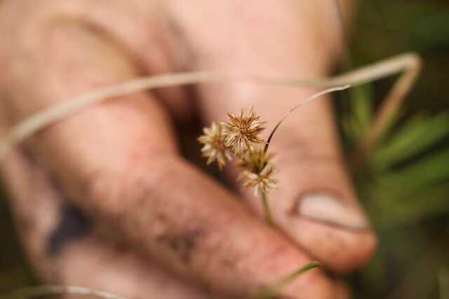 Image of knotted rush