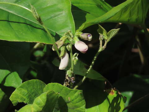 Image of tropical kudzu